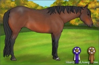 Horse Color:Bay Roan 