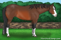 Horse Color:Bay Splash 