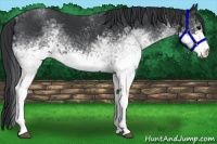 Horse Color:White Spotted Black Rabicano 