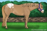 Horse Color:Chestnut Appaloosa 