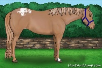 Horse Color:Chestnut Appaloosa 