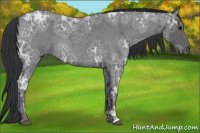Horse Color:Blue Ice Roan 