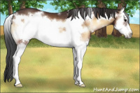 Horse Color:Bay Onyx Splash Frame Rabicano