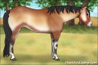 Horse Color:Bay Onyx 