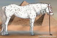 Horse Color:Chocolate Palomino Leopard and Chocolate Palomino Frame Leopard