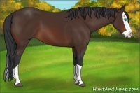 Horse Color:Brown Splash 