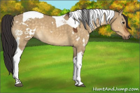 Horse Color:White Spotted Buckskin Dun Tobiano 