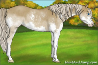 Horse Color:Chocolate Palomino Roan Dun Sabino Splash Rabicano