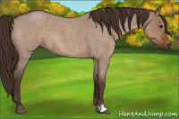 Horse Color:Liver Red Dun Roan 