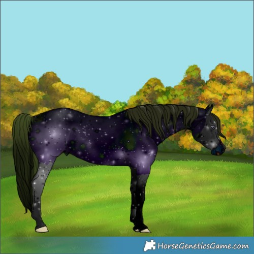 Horse Color:ERROR: UNKNOWN ANOMALY