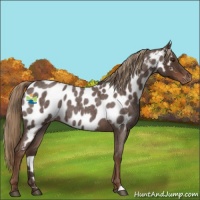 Horse Color:Liver Red Roan Near Leopard 