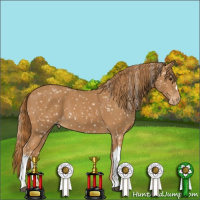 Horse Color:Chestnut Appaloosa