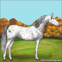 Horse Color:Brown Roan Splash Appaloosa Rabicano 