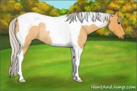 Horse Color:Silver Buckskin Roan Tobiano Rabicano 