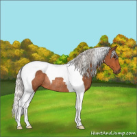 Horse Color:Silver Bay Tobiano Rabicano 