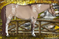 Horse Color:White Spotted Chocolate Brown Dun Sabino 