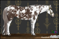 Horse Color:Liver Chestnut Sabino