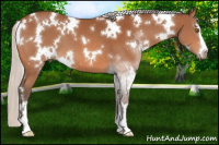 Horse Color:White Spotted Silver Bay Sabino