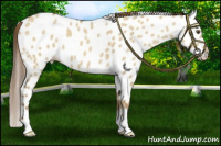 Horse Color:Classic Cream Champagne Dun Appaloosa 