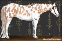 Horse Color:Gold Champagne Splash Appaloosa 