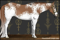 Horse Color:White Spotted Chestnut Sabino