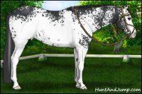 Horse Color:White Spotted Black 