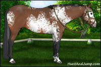 Horse Color:White Spotted Bay Rabicano