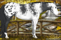 Horse Color:White Spotted Blue Roan Blanket 
