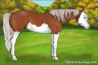 Horse Color:Silver Buckskin Splash 