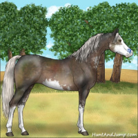 Horse Color:Liver Chestnut Mushroom Sabino 