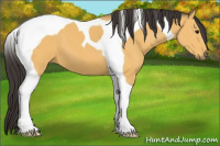 Horse Color:Buckskin Tobiano