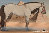 Horse Color:Liver Red Dun Rabicano 