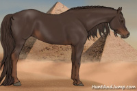 Horse Color:Liver Chestnut Rabicano 