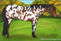 Horse Color:Bay Appaloosa 