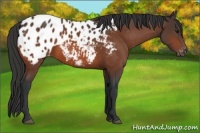 Horse Color:Bay Appaloosa 