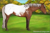 Horse Color:Silver Bay Appaloosa 