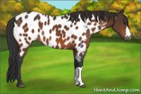 Horse Color:Bay Near Leopard 