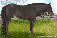 Horse Color:Liver Chestnut Appaloosa 