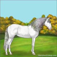 Horse Color:Nacre Silver Grullo Sabino Splash 