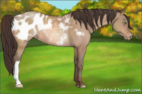 Horse Color:Amber Champagne Appaloosa Rabicano