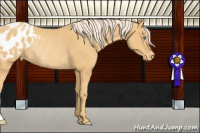 Horse Color:Gold Cream Champagne Appaloosa Rabicano