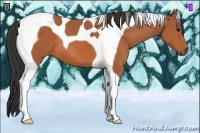 Horse Color:Bay Tobiano 