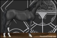 Horse Color:Blue Roan 
