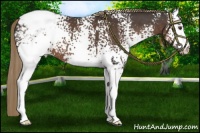 Horse Color:White Spotted Liver Chestnut Snowcap 
