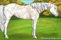 Horse Color:Cremello Sabino 