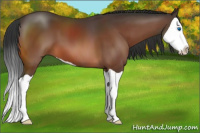 Horse Color:Brown Splash 
