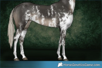 Horse Color:Gray Silver Smoky Black Sabino Splash 