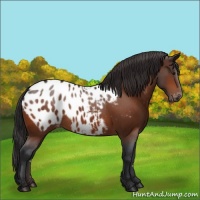 Horse Color:Bay Appaloosa