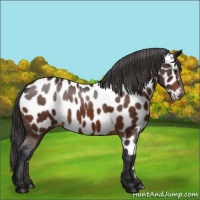 Horse Color:Brown Appaloosa