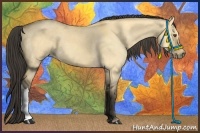 Horse Color:Buckskin Dun